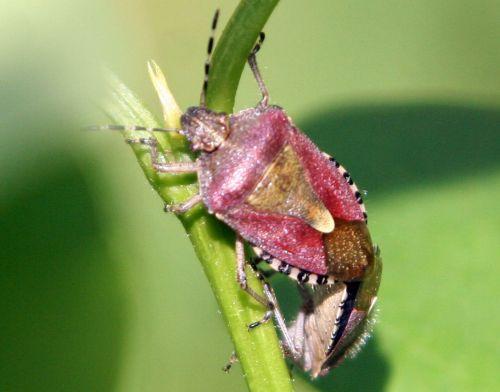 La saison des amours nature