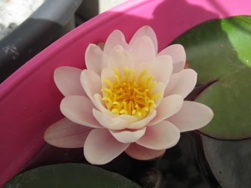 Les bonheurs du jour dans mon jardin tranquille... (chronique parue dans le 7mag) Copie de Photo 130.jpg