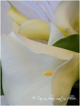 HAPPY ...
Un bouquet pour le Plaisir ...
&nb..;. DSCF6263