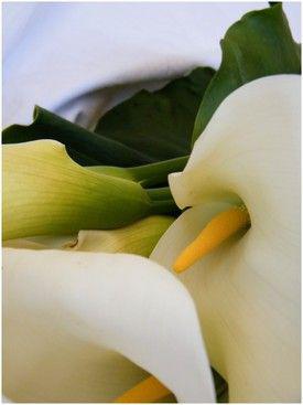 HAPPY ...
Un bouquet pour le Plaisir ...
&nb..;. DSCF6264