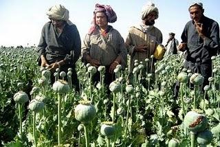 champ de pavot en Afghanistan heroine