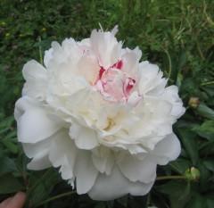 Carnet des pivoines pivoine,fleur,jardin,mai,printemps,été,campagne,nature,frêne,arbre,nuit,orage,brise,christian cottet-emard,blog littéraire,carnet,journal,note