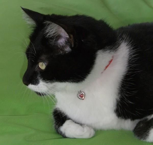 ... et finalement, Ava s'inclina :) photo de chat