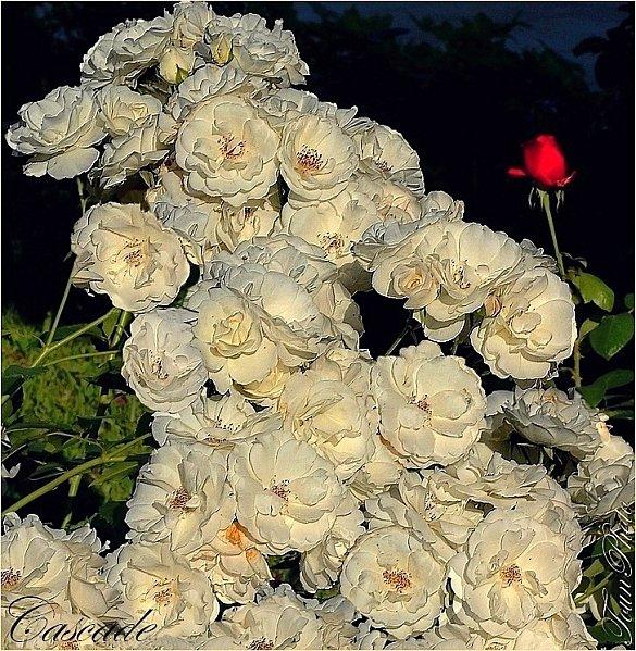 Cascades et sources Cascade