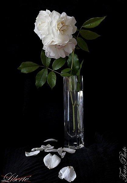 Cascades et sources liberte