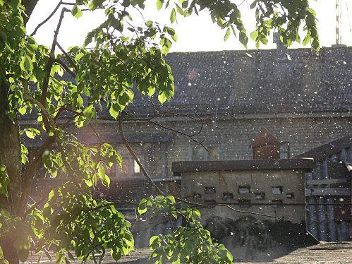 Neige de Staline 012.JPG