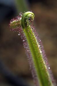 Feuille de Drosera repliée Photo carnivore du week-end
