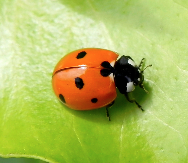 Coccinelle d'Europe à 7 points Invasion de coccinelles asiatiques !