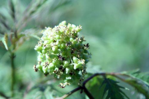 Plumosa Viridis jardin