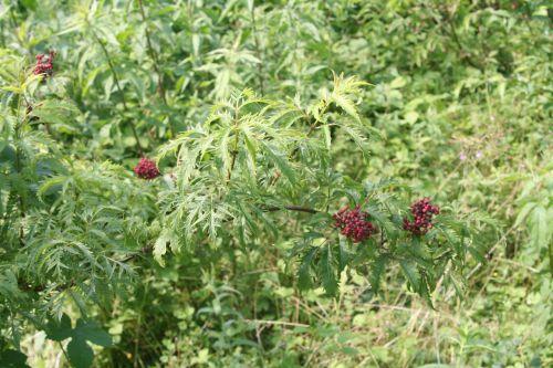 Plumosa Viridis jardin