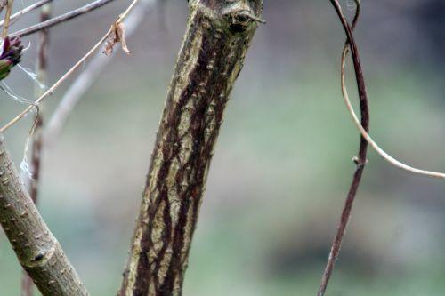 Plumosa Viridis jardin