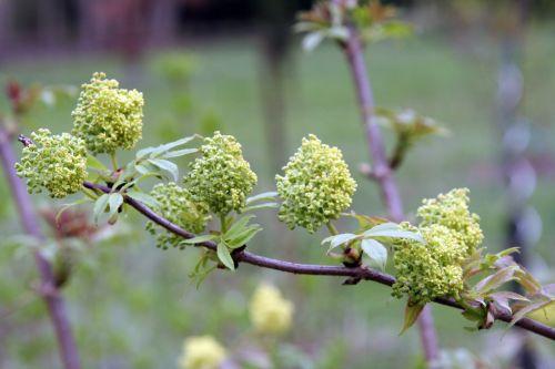 Plumosa Viridis jardin