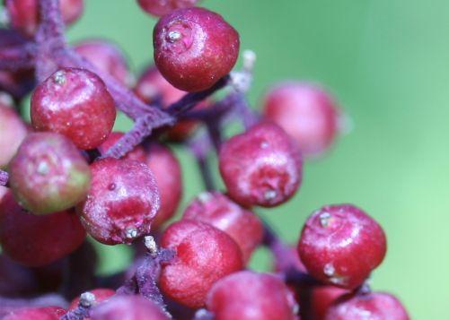 Plumosa Viridis jardin