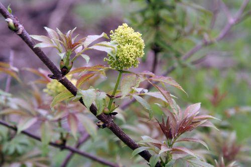 Plumosa Viridis jardin