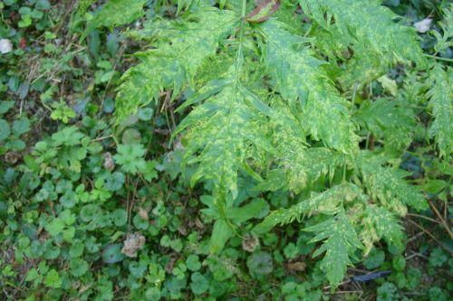 Plumosa Viridis jardin