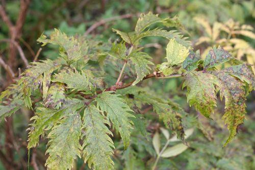 Plumosa Viridis jardin