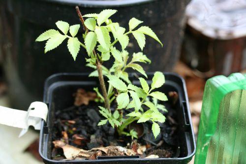 Plumosa Viridis jardin