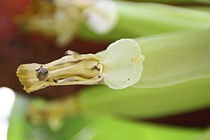 le verger de tival fraise-21-05-11-044.JPG