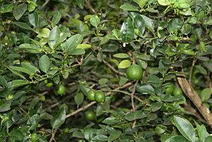 le verger de tival mai-tival-005.JPG