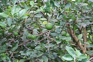 le verger de tival mai-tival-004.JPG