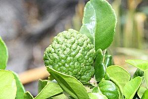 le verger de tival fraise-21-05-11-027.JPG