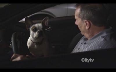 Un post qui a du chien Un post qui a du chien