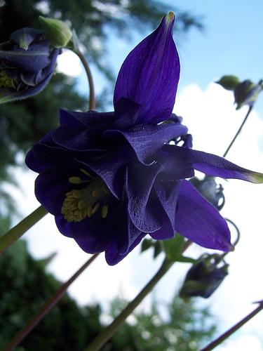 Ancolie des jardins Ancolie des jardins