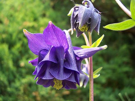 Ancolie des jardins Ancolie des jardins