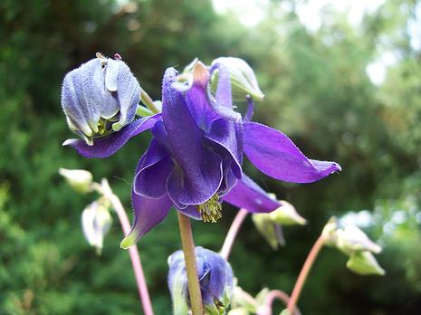 Ancolie des jardins Ancolie des jardins