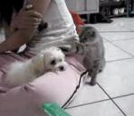 vidéo chat chien joueur