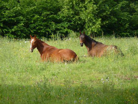 Mes nouveaux amis aaa