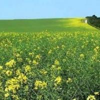 Le gouvernement veut encourager le biogaz Le gouvernement veut encourager le biogaz