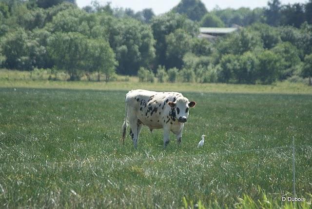 Héron garde Boeuf .
De la famille des ardéidés ( ai... Héron garde Boeuf .
De la famille des ardéidés ( ai...