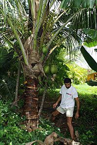 cocotiers fraise-21-05-11-056.JPG