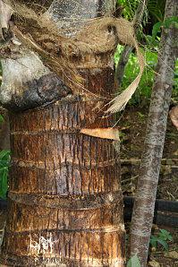 cocotiers fraise-21-05-11-055.JPG