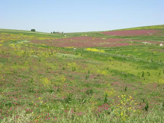 la Sicile vue de l'intérieur entre prairies... la Sicile vue de l'intérieur entre prairies...