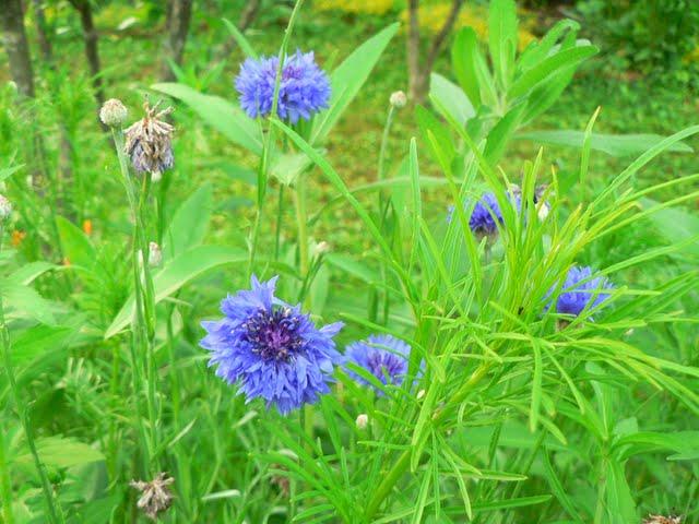 Jolies Fleurs de Mai Jolies Fleurs de Mai