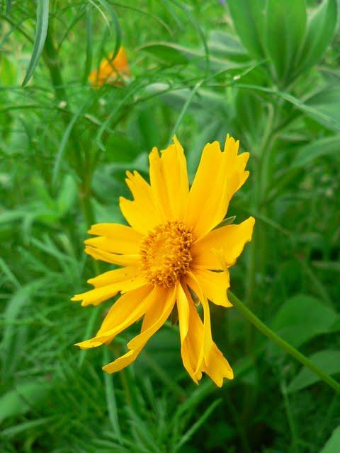 Jolies Fleurs de Mai Jolies Fleurs de Mai