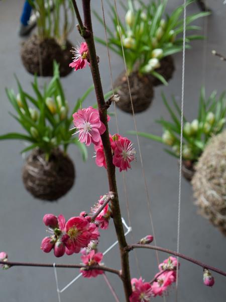 String gardens String gardens