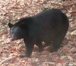 Les ours sont bons au poker vidéo ours charge intimidation