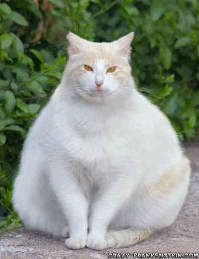 http://girlmogul.com/wp-content/uploads/2010/01/white-fat-cat.jpg