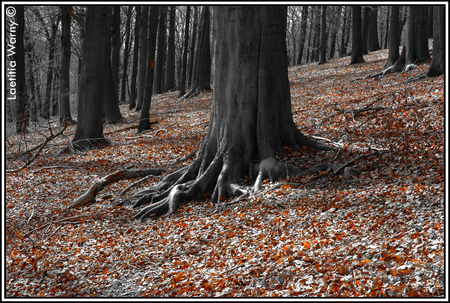 Life is a mystery... Into_The_Wild