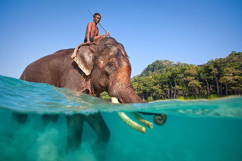 <b></div>Duo</b>. Cet homme nage dans le bonheur. Les îles Andaman, dans l’archipel situé dans le Golfe du Bengale, est le seul endroit au monde où l'on peut voir des éléphants traverser la mer à la nage. Il parvient même à nager la tête sous l’eau, se servant alors de sa trompe en guise de tuba. Moment unique et magique ! 