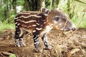Naissance d’un tapir a San Carlos au Costa Rica