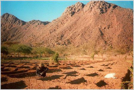 Aman Iman : Mes amis de Timia Timia__jardiniers