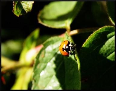 coccinelle ladybird