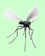 Comment repousser les mouches et autres insectes indésirables naturellement ?