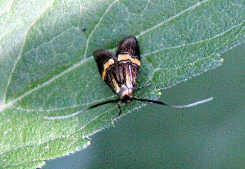 Adela degeerella, coquille d'or nature
