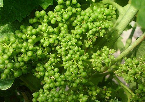 Carignan mois de Mai