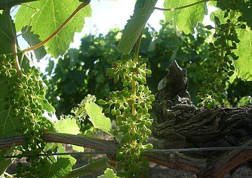 Carignan en Mai